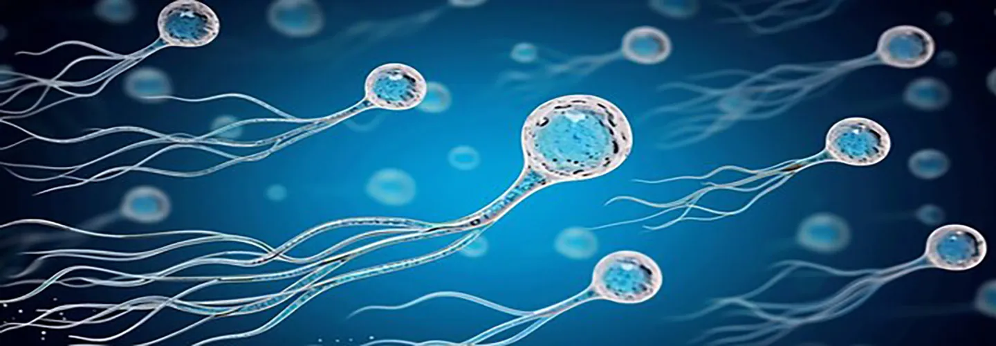 Supplements for Improving Male Infertility. What Couples Need to Know